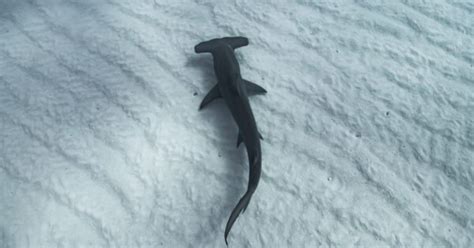 What’s a Baby Hammerhead Shark Called + 4 More Facts! - A-Z Animals