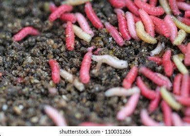 Crawling Colored Fly Larvae Used Fishing Stock Photo 110031266 ...