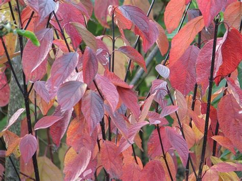 Cornus alba (Red-Barked Dogwood, Siberian Dogwood, Tatarian Dogwood ...