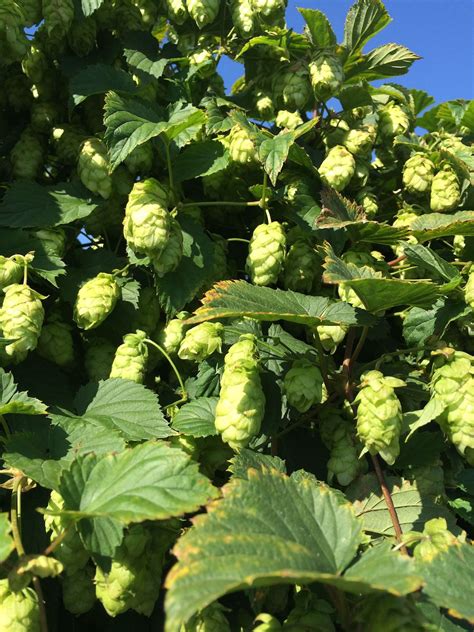 Hop Varieties | Hukins Hops