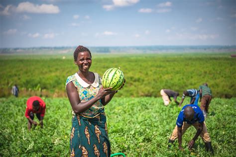 Feed the Future Rwanda Hinga Weze Activity: Increasing the Resilience ...