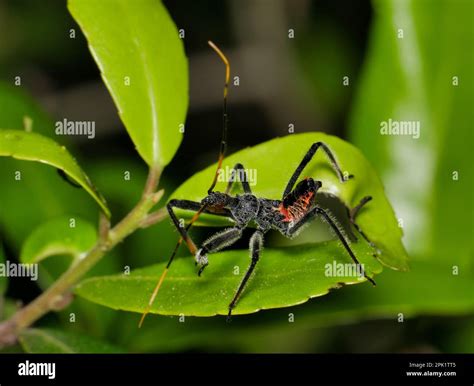 North american wheel bug hi-res stock photography and images - Alamy