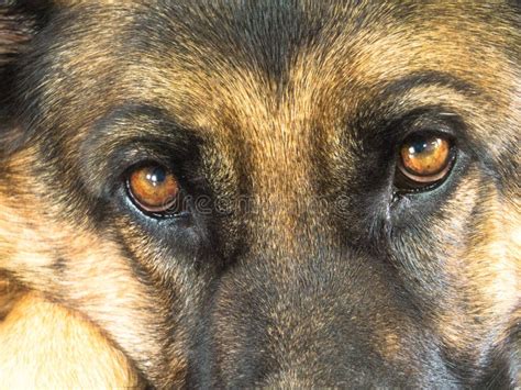 German Shepherd Dog Eyes Close Up Stock Image - Image of german, friend ...