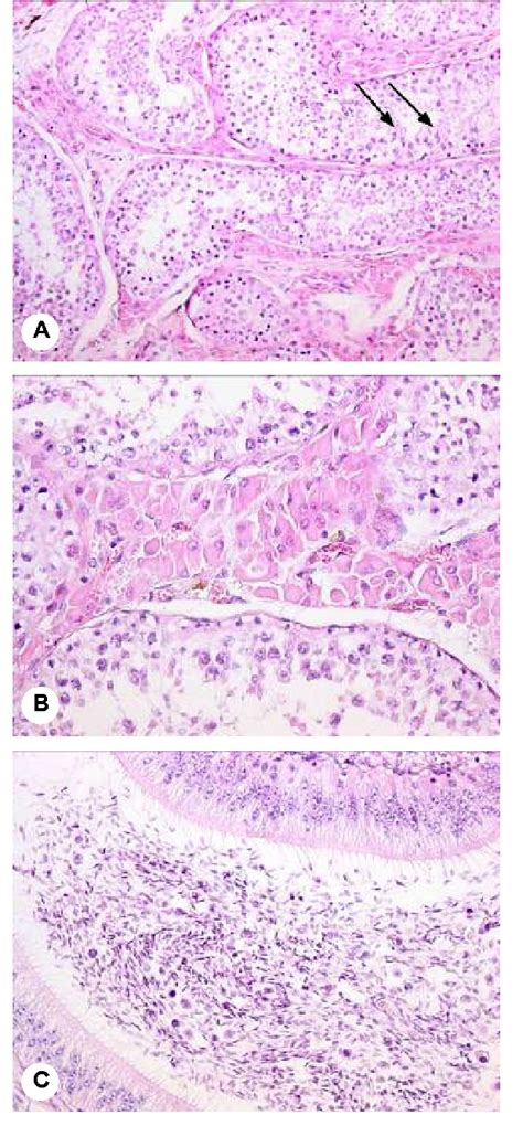 Figure 2 from Use of a deslorelin implant for influencing sex hormones ...