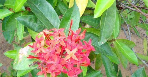 Hindu Spirit | Path to wisdom: Ixora - Sacred flower of Lord Vishnu