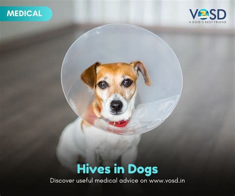 What Causes Dogs To Have Hives