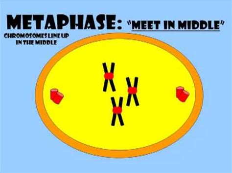 Mitosis Animation - YouTube