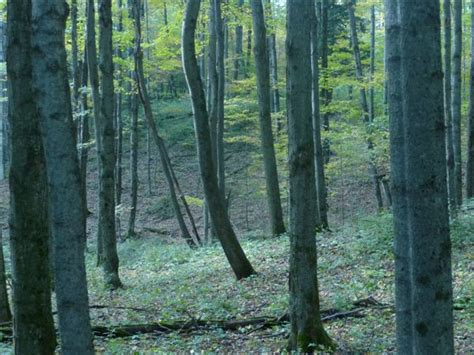 Poland Schools' Nature Preserve New Lebanon, NY