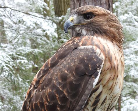 Getting to Know Red-tailed Hawks | Lake Metroparks