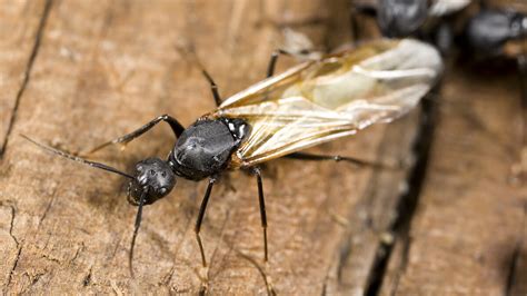 Swarm Season: Florida Carpenter Ants - Drive-Bye Pest Exterminators