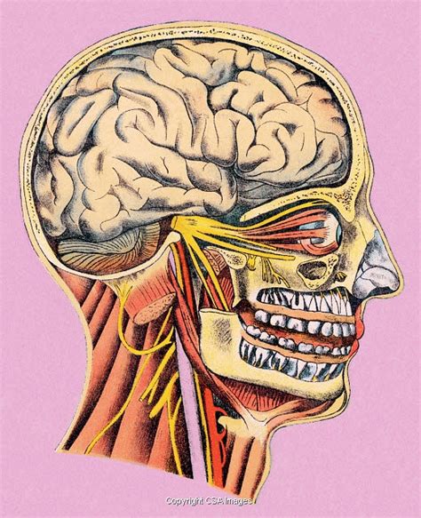 Human Head Anatomy Model