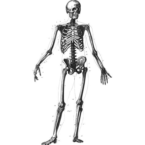 Human clipart human skeleton – Clipartix
