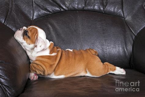 English Bulldog Puppy Relaxing On Black Photograph by B.stefanov - Fine ...