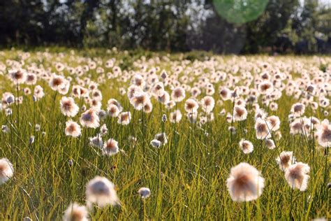 Day 4: Cotton-Grass | Golden hour in the Cotton-Grass field … | Flickr