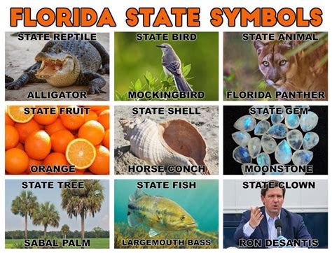 Florida State Symbols : florida