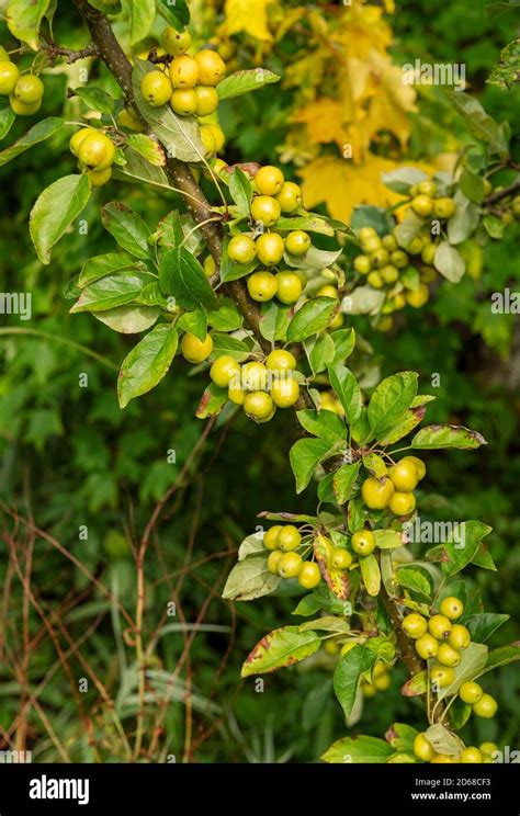 Small green fruits hi-res stock photography and images - Alamy