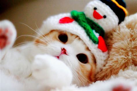 Winter Kittens Cute Wallpapers - Wallpaper Cave