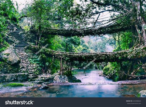 Living Root Bridges Meghalaya Double Decker Stock Photo 634408664 ...