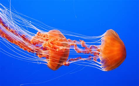 Glowing Jellyfish Wallpapers (67+ images)