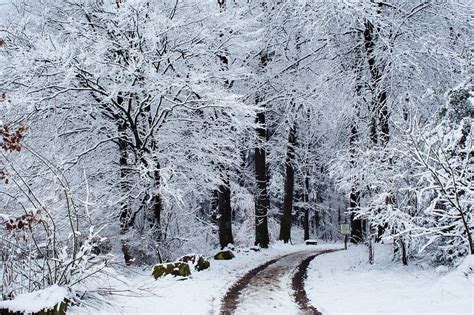 Into the snowy forest / In den verschneiten Wald | Bernhard Friess | Flickr