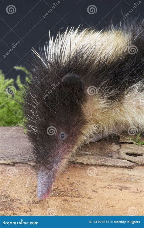 Streaked tenrec stock image. Image of quills, madagascar - 24792673