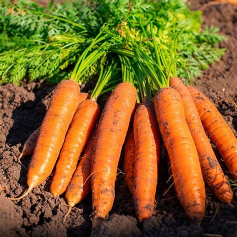 Buy Uncoated Carrot Orange Seeds Online - Organicbazar