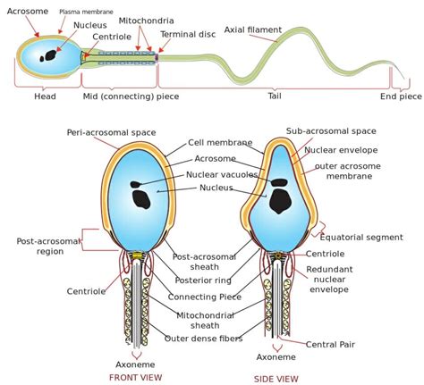 Sperm Motility | Biology Dictionary