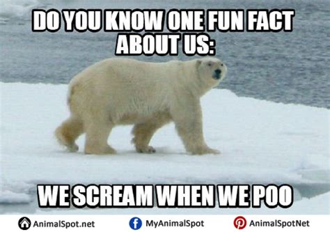 Polar Bear Memes