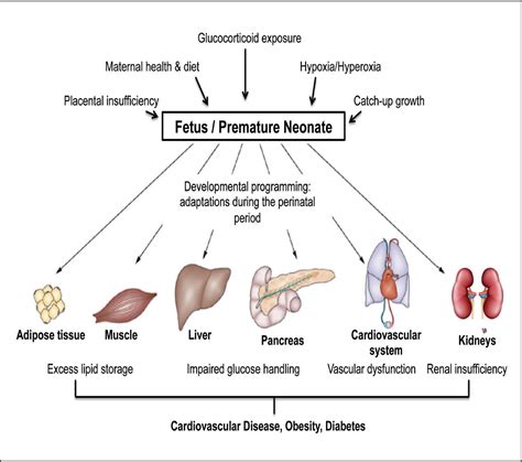 Early Childhood Exposures and Risk for Adult Disease: November 2015 - The Perinatal Origins of ...