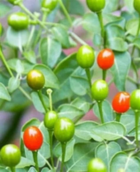 CHILE PEQUIN 100 Seeds Piquin Chiltepin Tepequin De milpa 100 | Etsy