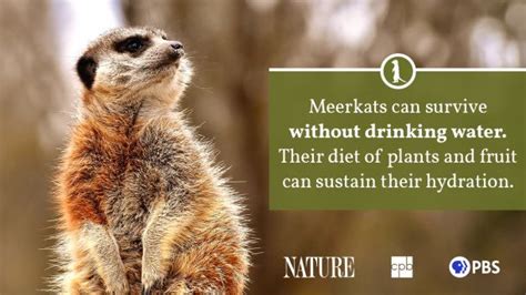 Meerkat Fact Sheet | Blog | Nature | PBS