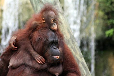 Baby Orangutan and Mother stock image. Image of rear, weslowski - 3555973