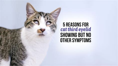 5 Reasons For Cat Third Eyelid Showing But No Other Symptoms