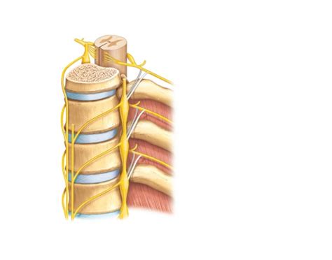 Dorsal and Ventral Root Quiz