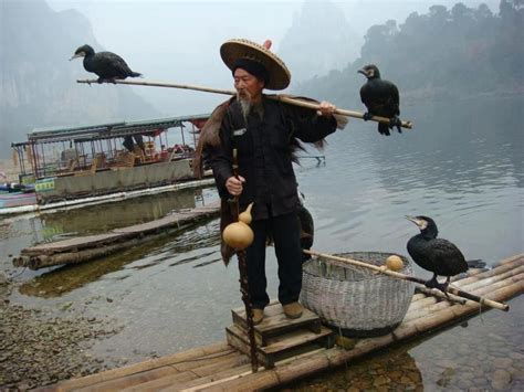 Cormorant fishing Guilin — Meet the legendary fishermen of Li river | Guilin, Japan, Fish