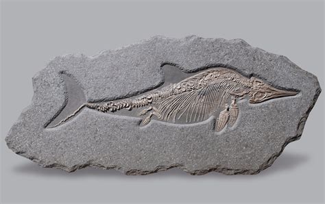 Rare Ichthyosaur - Stenopterygius hauffianus - Marine Reptile - 8.7 feet - Fossil Realm | Real ...