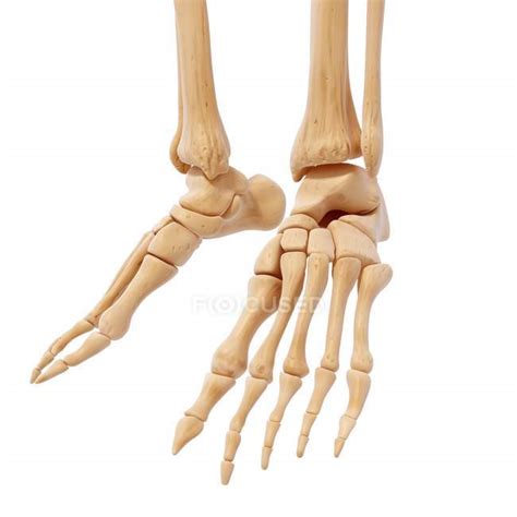 Human foot bones structural anatomy — detail, normal - Stock Photo ...