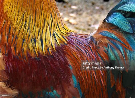 Cockerel Feathers High-Res Stock Photo - Getty Images