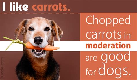 Are Carrots Good for Dogs and How Much Can You Feed Them? - DogAppy