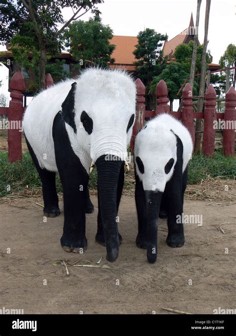 ELEPHANT PANDAS Either these elephants are making some kind of statement or this is the worst ...