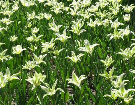 Green Tulips Photograph by Stephanie Moore - Pixels