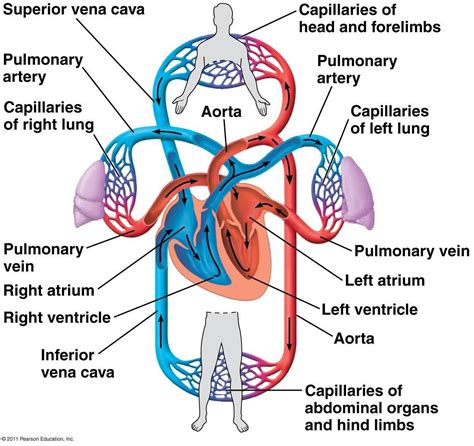 24-Circulation Flashcards at Villanova University - StudyBlue | Circulatory system, Human body ...