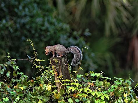 Squirrel with Bot Fly 09-10-2022 | A male eastern gray squir… | Flickr