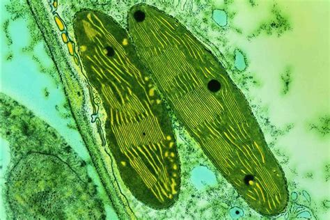 Photosynthetic Organisms - Plants, Algae, Cyanobacteria