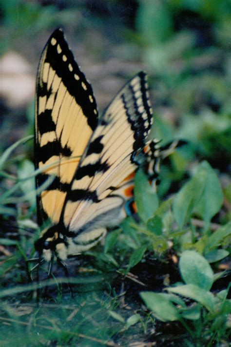 Eastern Tiger Swallowtail | Flora and fauna, Fauna, Swallowtail