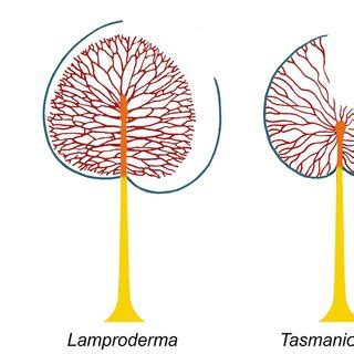 Schematic representation of the sporocarp structure in five genera of ...