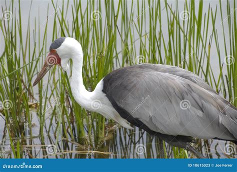 Wattled Crane in Natural Wetlands Habitat Stock Image - Image of beak ...