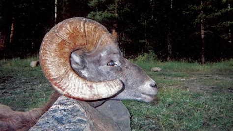 Bighorn Sheep Hunting Guides – Horn Fork Guides