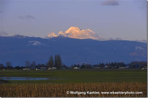 Skagit Valley Wildlife Photo Workshop - Run With The Wolfies — Photo Tours