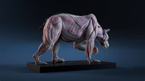 Nicolas MOREL - Digital Grizzly bear anatomy Atlas for Artists